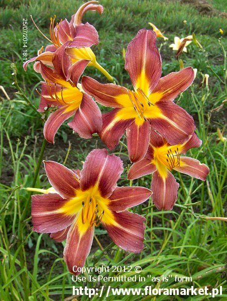 Hemerocallis  "Purple Waters" (liliowiec)