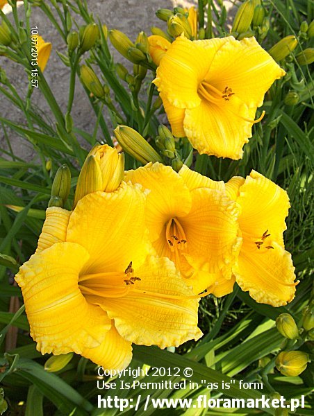 liliowiec  'Texas Sunlight' Hemerocallis  