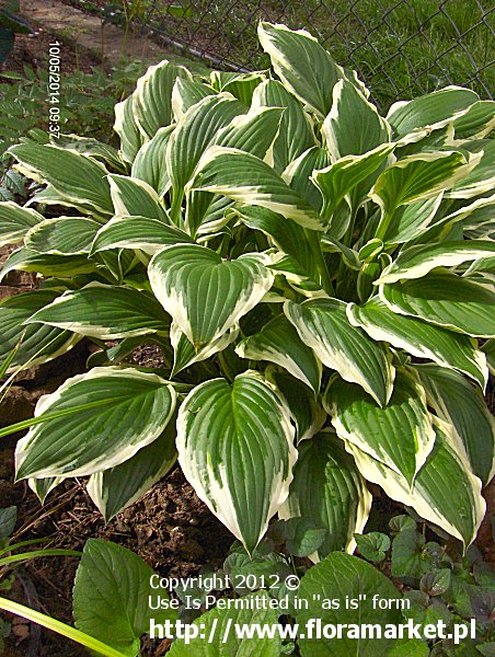 funkia Fortune'a  'Albomarginata' Hosta fortunei  