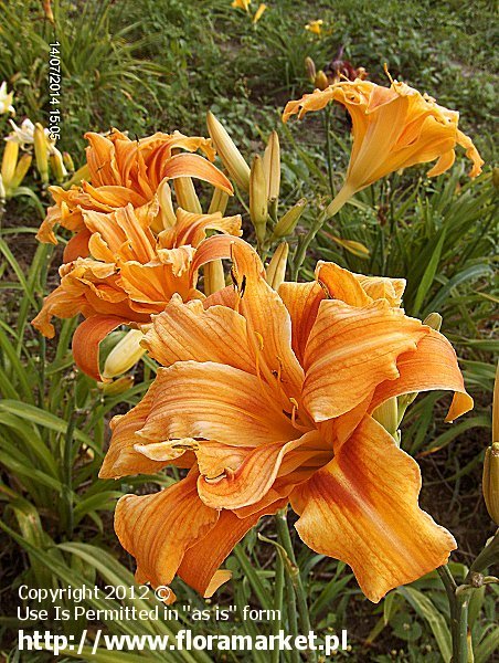 liliowiec rdzawy  'Kwanso' Hemerocallis fulva  