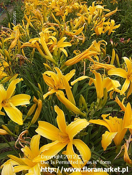 liliowiec  'Orange Beauty' Hemerocallis  