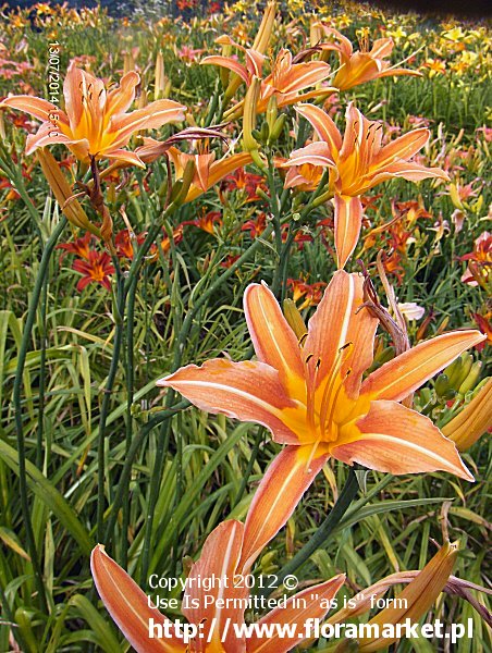 Hemerocallis aurantiaca  "Gladys Perry" (liliowiec pomaraczowy)