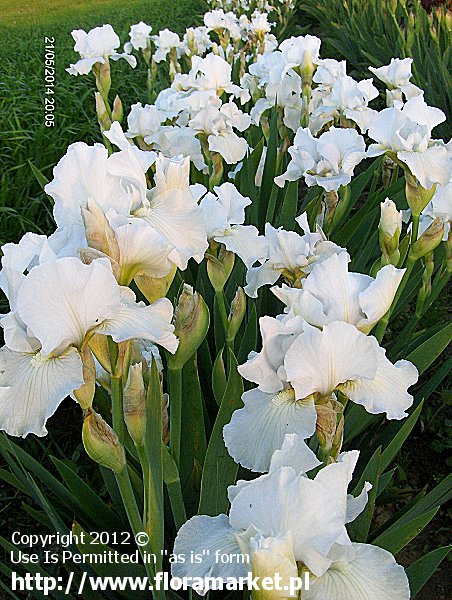 Iris barbata  "Angel's Snow" (kosaciec brdkowy)