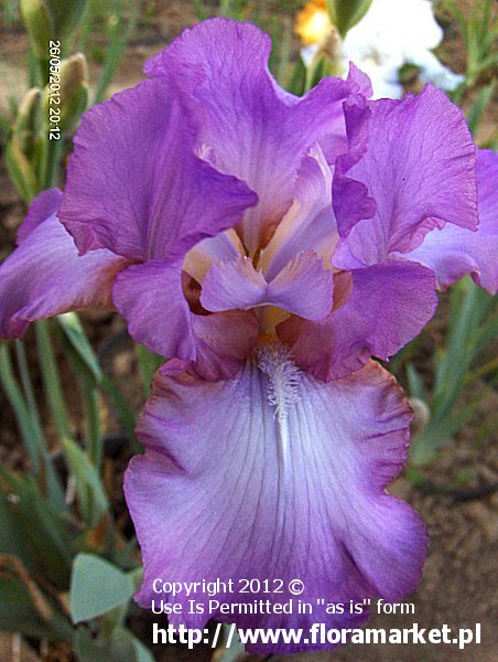 Iris barbata  "Amethyst Flame" (kosaciec brdkowy)