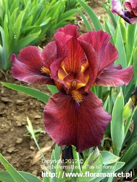 Iris barbata  "Red Zinger" (kosaciec bródkowy)