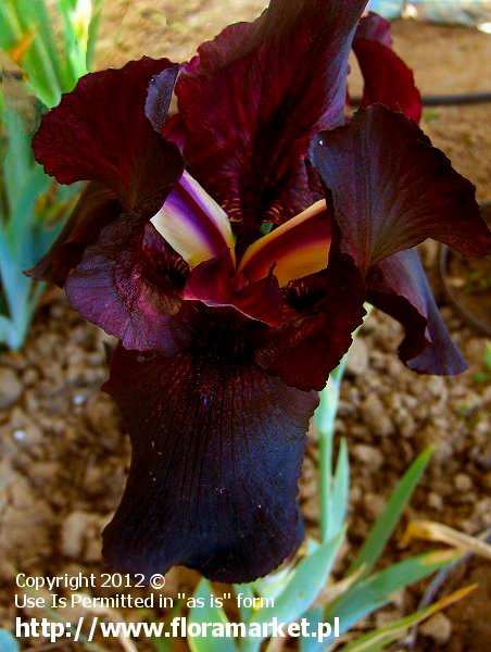 Iris barbata  "Edenite" (kosaciec bródkowy)