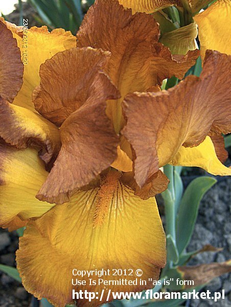 Iris barbata  "Veneer" (kosaciec brdkowy)