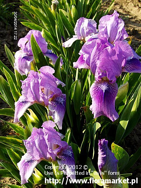 Iris barbata nana  "(liliowy)" (kosaciec niski)