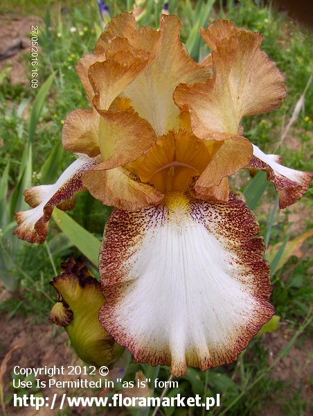 Iris barbata  "Siva Siva" (kosaciec bródkowy)