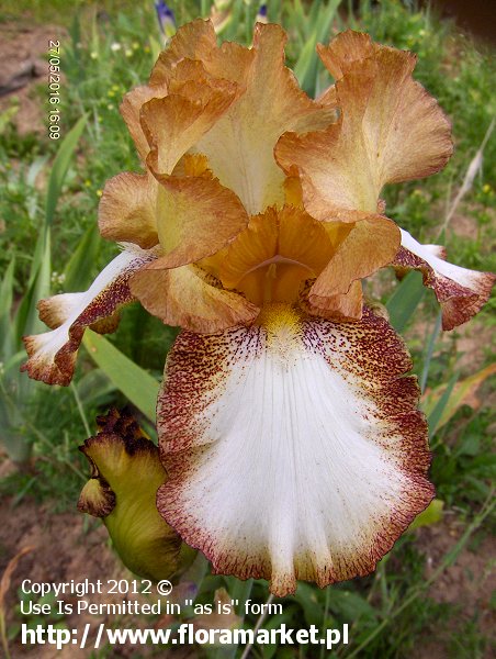 Iris barbata  "Siva Siva" (kosaciec brdkowy)