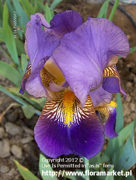 Iris barbata  "Ambassadeur" (kosaciec brdkowy)