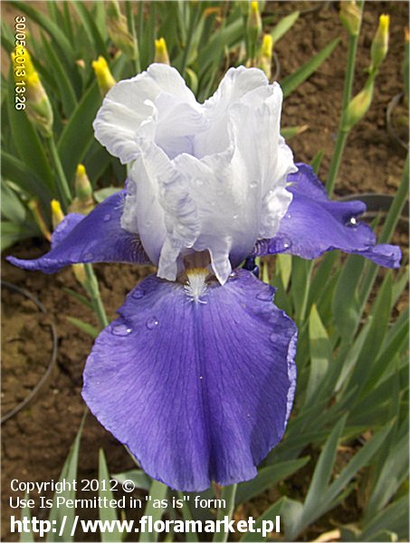 Iris barbata  "Miss Indiana" (kosaciec bródkowy)