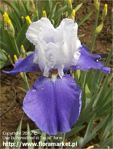 Iris barbata  "Miss Indiana" (kosaciec brdkowy)