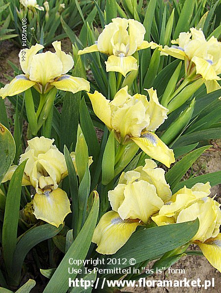 Iris barbata nana  "Golden Starlet" (kosaciec niski)