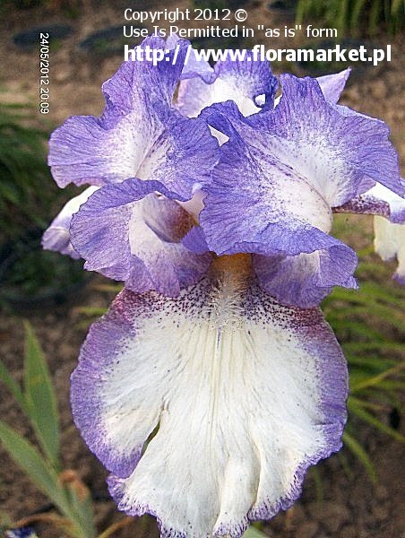 Iris barbata  "Dancer's Veil" (kosaciec brdkowy)