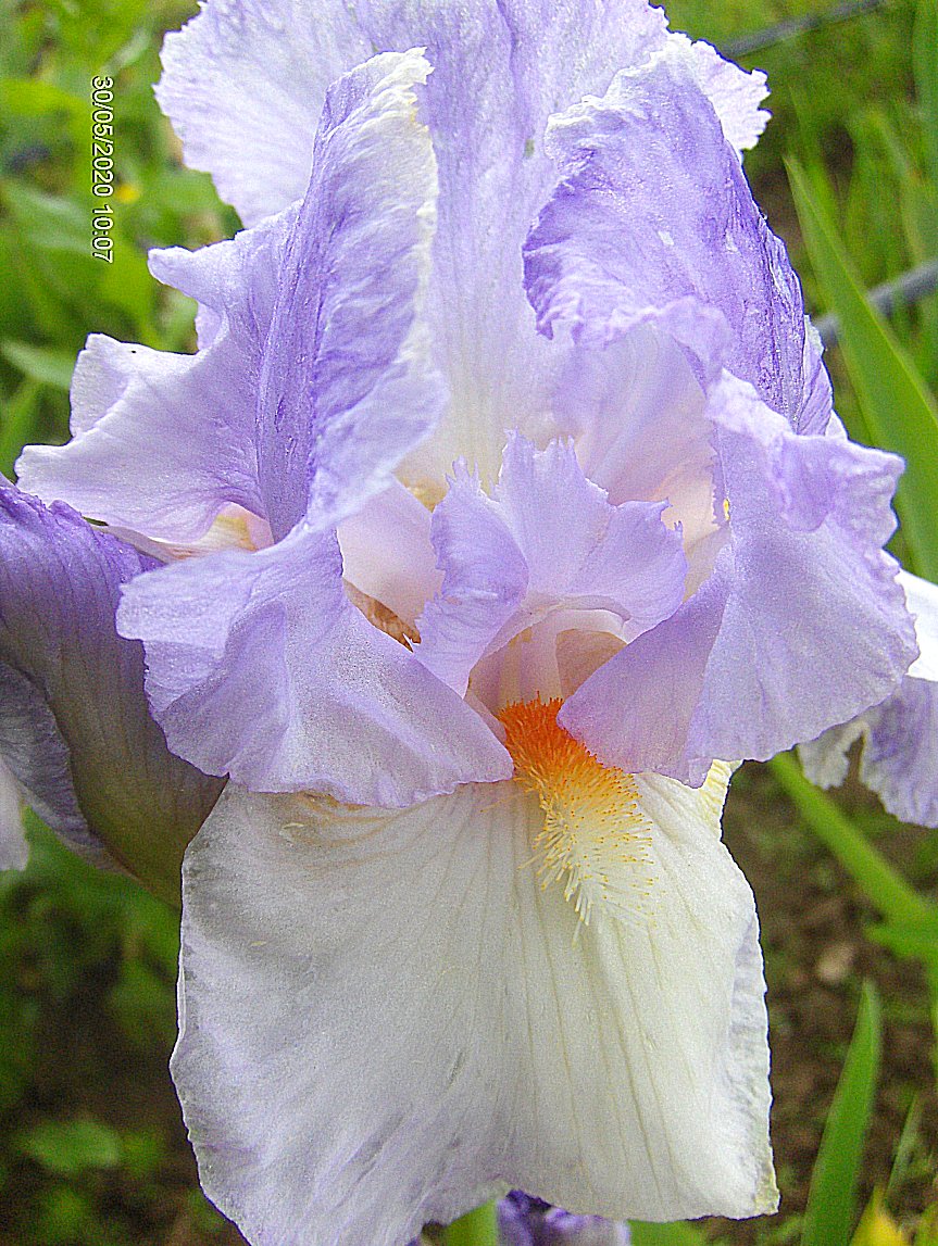 Iris barbata  "Grecian Skies" (kosaciec brdkowy)