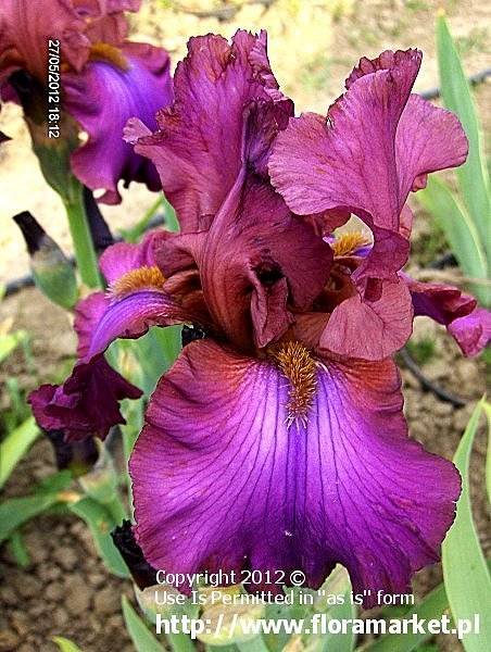 Iris barbata  "Cranberry Ice" (kosaciec brdkowy)