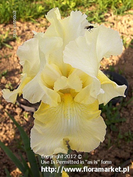 Iris barbata  "Dream Affair" (kosaciec brdkowy)