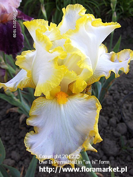 Iris barbata  "Bride's Halo" (kosaciec brdkowy)