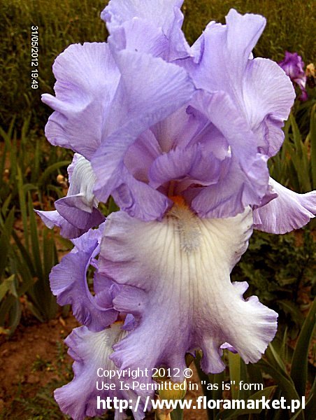Iris barbata  "Fabulous Frills" (kosaciec bródkowy)