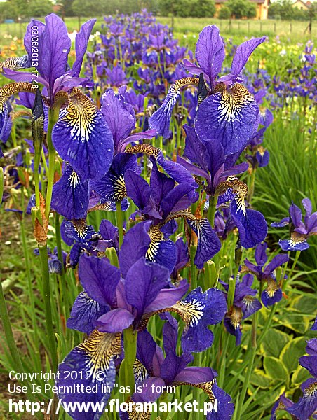 Iris sibirica  "Perrys Blue" (kosaciec syberyjski)