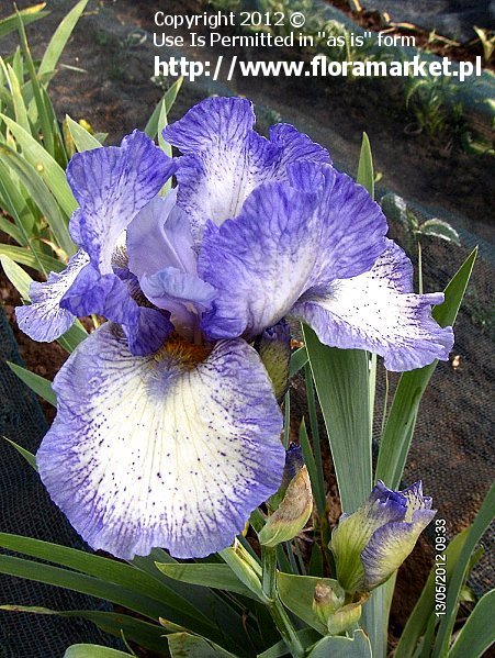 kosaciec brdkowy  'Loop the Loop' Iris barbata  irys