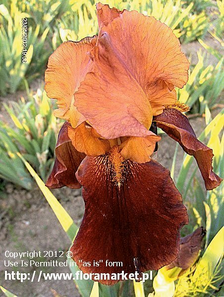 Iris barbata  "Natchez Trace" (kosaciec bródkowy)