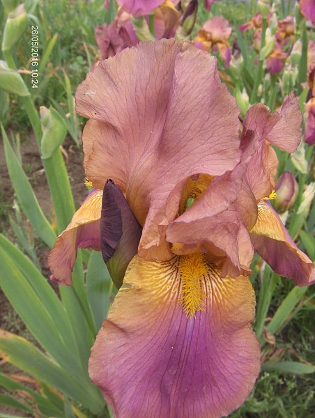 Iris barbata  "Cable Car" (kosaciec brdkowy)