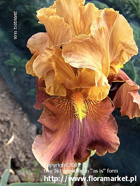 Iris barbata  "Penny Lover" (kosaciec brdkowy)