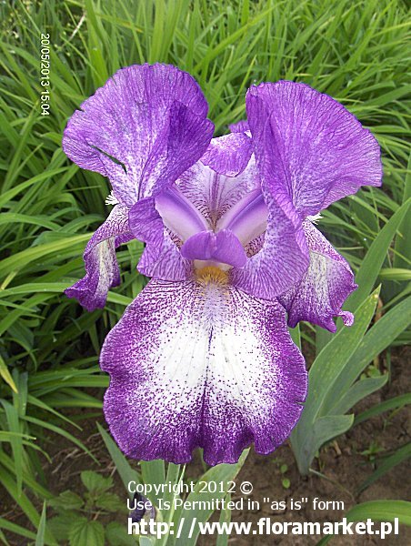 Iris barbata  "Jesse's Song" (kosaciec brdkowy)