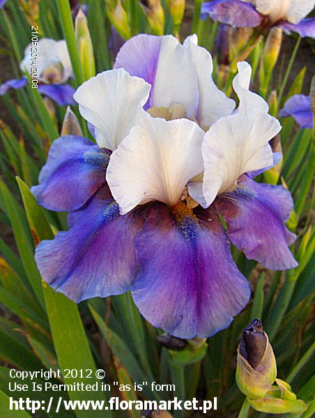 Iris barbata  "Tropical Night" (kosaciec brdkowy)