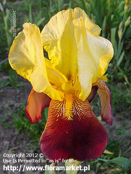 Iris barbata  "Atala" (kosaciec bródkowy)