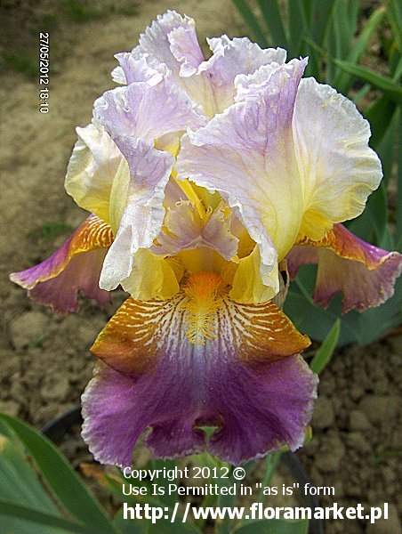 Iris barbata  "Fantastic Lace" (kosaciec brdkowy)