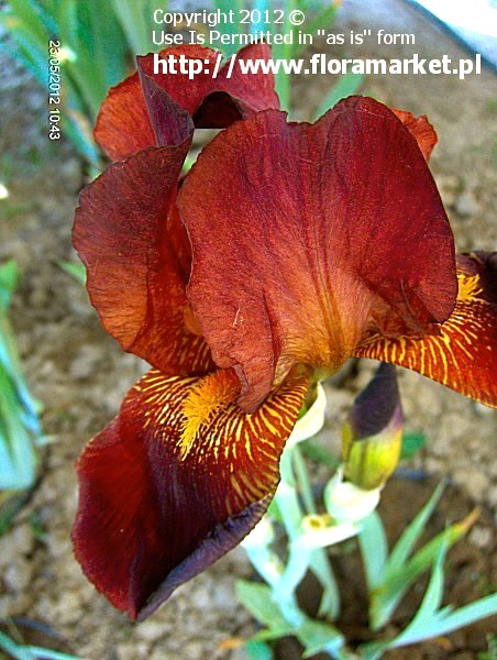 Iris barbata  "Born Again" (kosaciec brdkowy)