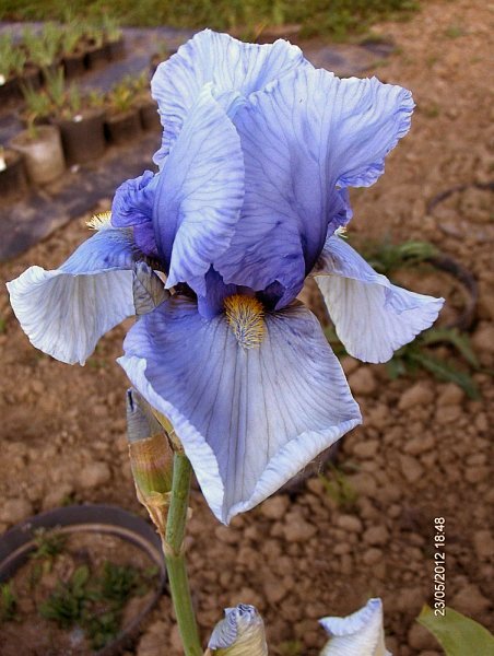 Iris barbata  "Blue Blood" (kosaciec bródkowy)