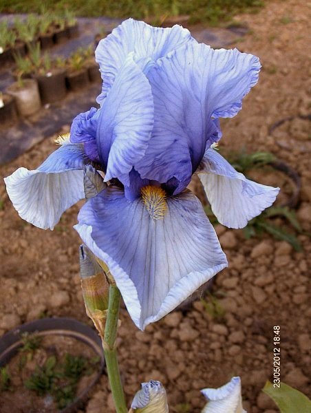 kosaciec brdkowy  'Blue Blood' Iris barbata  irys