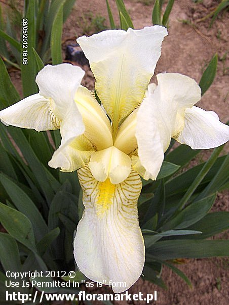 Iris barbata  "Florida" (kosaciec bródkowy)