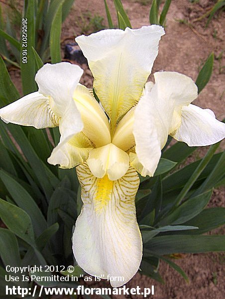 Iris barbata  "Florida" (kosaciec brdkowy)