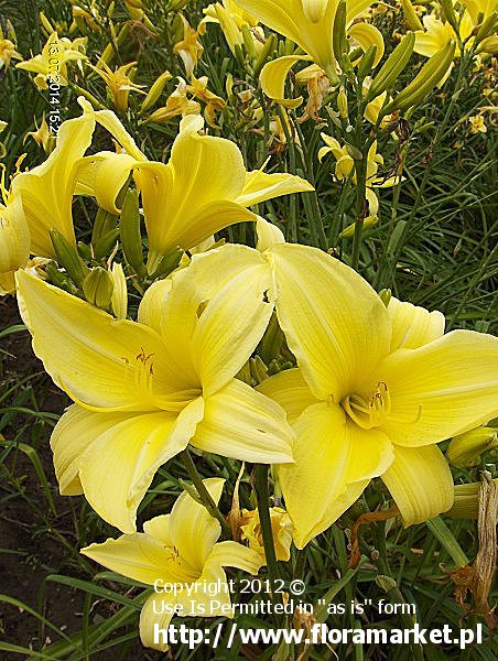 Hemerocallis  "Yellow Champagne" (liliowiec)