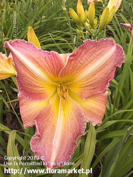 liliowiec  'Hallowday' Hemerocallis  