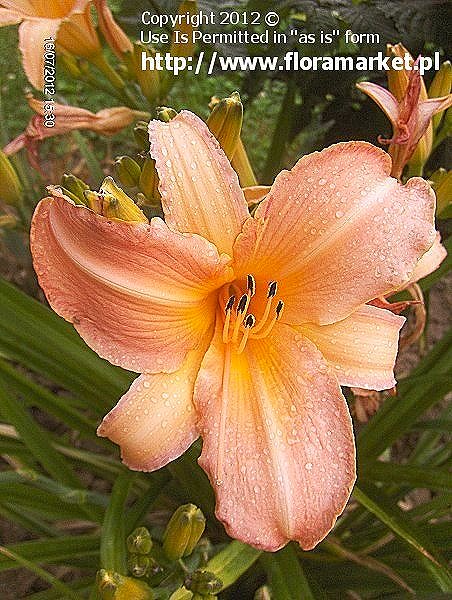 liliowiec  'Persian Palace' Hemerocallis  