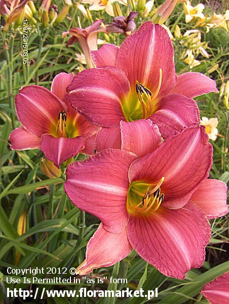 Hemerocallis  "Chattahoochee Rose" (liliowiec)