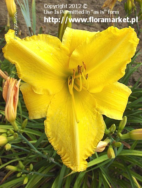 Hemerocallis  "Molokai" (liliowiec)