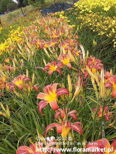 liliowiec  'Erin Farmer' Hemerocallis  