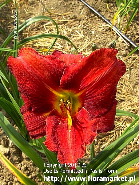 liliowiec  'Kent's Favorite Two' Hemerocallis  