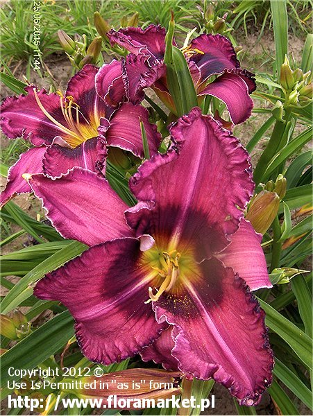 Hemerocallis  "Russian Ragtime" (liliowiec)