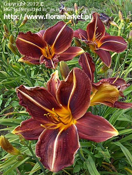 liliowiec  'Black Watch' Hemerocallis  