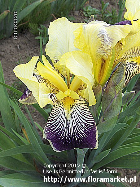 Iris barbata  "Loreley" (kosaciec brdkowy)