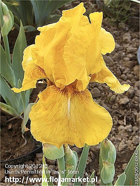 Iris barbata  "Fabulous Kate" (kosaciec brdkowy)