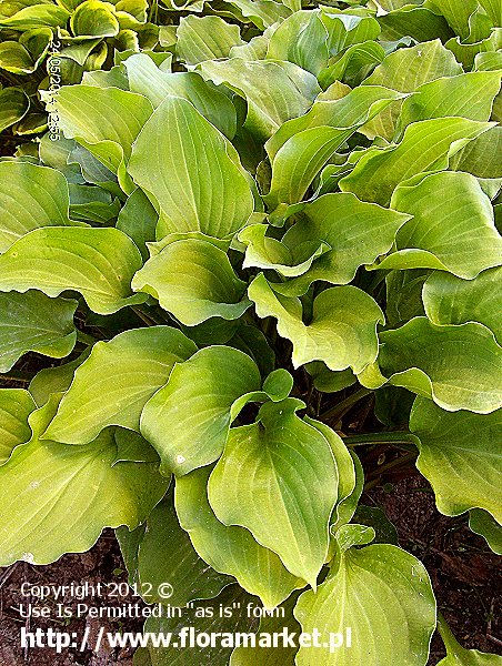 Hosta  "Dancing Queen" (funkia)